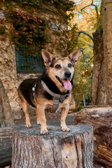 Dog standing on a tree trunk in an autumn forest. Natural light, rustic textures, and serene mood perfect for seasonal, outdoor, or pet focused campaigns