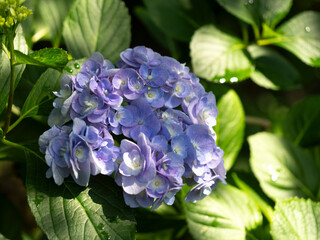 八重咲きに咲いた紫色の紫陽花