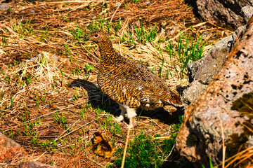 北アルプスの立山の室堂の雷鳥の親子