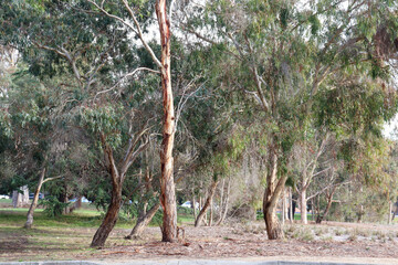 eucalyptus trees in natural parkland in waterfront city of Geelng
