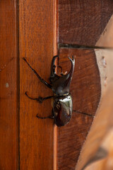 Close-up of a Dynastinae or rhinoceros beetles on wooden surface. Detailed view of its curved horn and glossy shell, perfect for wildlife, insect studies, or nature-themed designs
