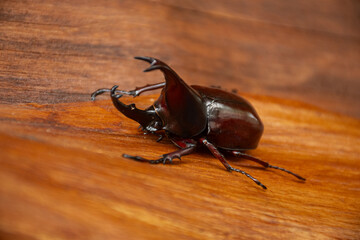 Close-up of a Dynastinae or rhinoceros beetles on wooden surface. Detailed view of its curved horn and glossy shell, perfect for wildlife, insect studies, or nature-themed designs