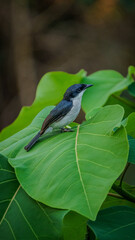 Male Pied Triller (Lalage nigra) Perched Portrait