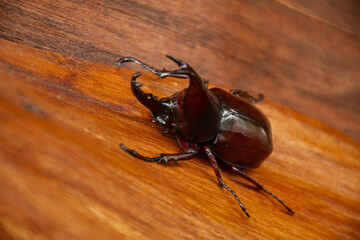 Close-up of a Dynastinae or rhinoceros beetles on wooden surface. Detailed view of its curved horn...