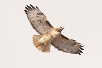 A wild red-tailed hawk in a park in Colorado.