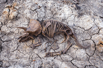 Decayed fossil remains dead extinct skeleton of Dinosaur three horns Triceratops on parched cracked...