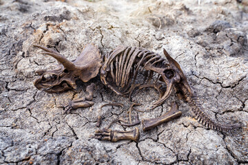Decayed fossil remains dead extinct skeleton of Dinosaur three horns Triceratops on parched cracked...