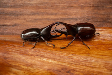 Dynastinae or rhinoceros beetles fighting on wooden surface. Close-up shot showing their horns and...