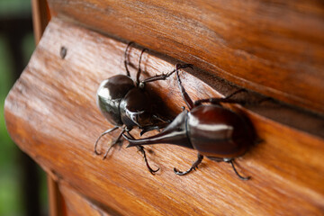 Dynastinae or rhinoceros beetles fighting on wooden surface. Close-up shot showing their horns and...
