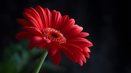 Red Gerbera Daisy Close-up: A vibrant red gerbera daisy stands out against a dark background, its petals unfurling in a captivating display of color and texture.