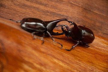 Dynastinae or rhinoceros beetles fighting on wooden surface. Close-up shot showing their horns and...