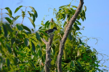 Pied Cuckoo on tree