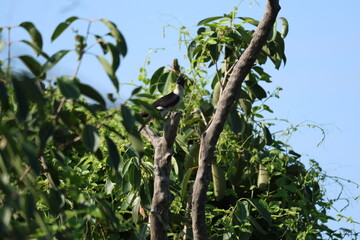 Pied Cuckoo on tree
