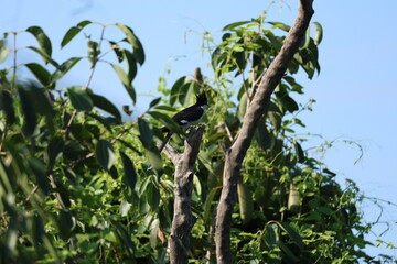 Pied Cuckoo on tree