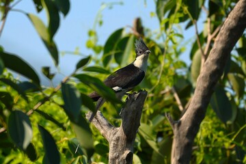 Pied Cuckoo on tree