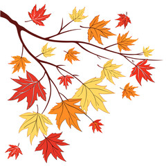 Illustration of autumn branch with colorful maple leaves in red orange and yellow on a white background