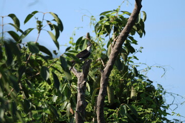 Pied Cuckoo on tree