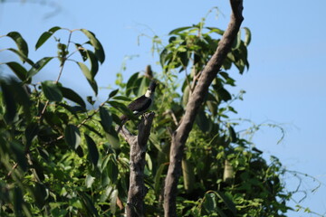Pied Cuckoo on tree