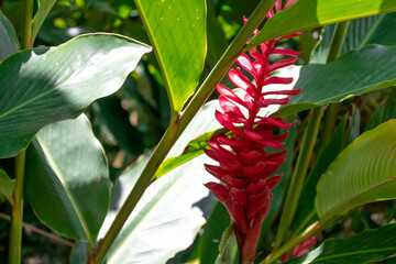 Obraz premium A vibrant red ginger flower surrounded by lush green leaves in a tropical setting. Ideal for nature, flora, or tropical stock imagery.