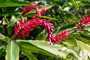 A vibrant red ginger flower surrounded by lush green leaves in a tropical setting. Ideal for...