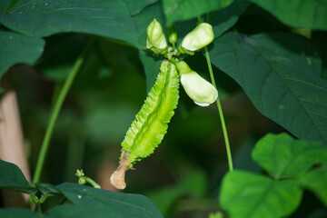 Winged beans are flourishing in the backyard.
