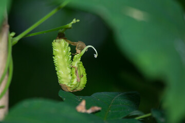 Winged beans are flourishing in the backyard.