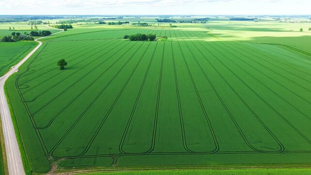 Vibrant green tree casting a clear shadow on a wide, light green farmland with parallel tire tracks, creating a minimalist and peaceful rural scene.