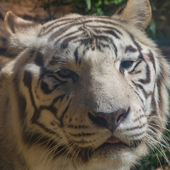 portrait white tiger close up head