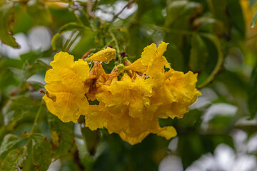 yellow flowers with water drops