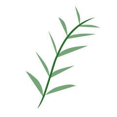 Obraz premium bamboo isolated on white