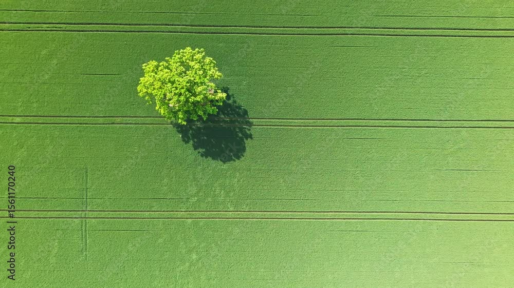 Poster top-down aerial view of a single tree casting a shadow in a green grain field with tractor lines, ta