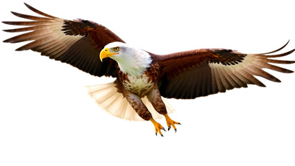 Obraz premium Eagle PNG transparent background, flying eagle with open wings, detailed wildlife bird illustration, powerful raptor isolated for design use 