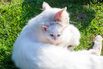 A white cat tenderly embraces its small kitten on lush green grass. This touching scene of maternal...