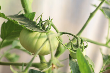 A close-up of an unripe green tomato on a bush, surrounded by leaves, demonstrating its growth and...