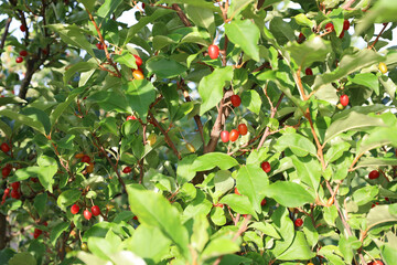 A lush bush with bright red berries shining through green leaves, creating a rich and vibrant...