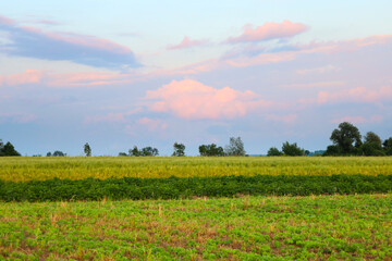 A picturesque view of fields stretching under a soft evening sky with fluffy pink clouds. This...