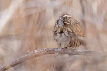 A wild song sparrow in a park in Colorado.
