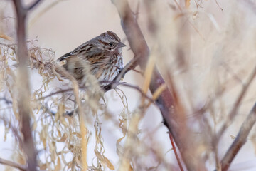 A wild song sparrow in a park in Colorado.
