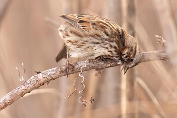 A wild song sparrow in a park in Colorado.