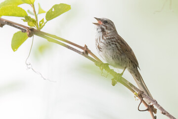 A wild song sparrow in a park in Colorado.