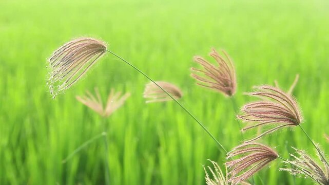 Close up of Feather Finger grass or Chloris Virgata in the Sunshine Garden