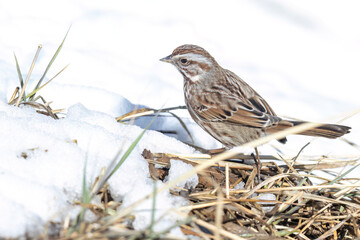 A wild song sparrow in a park in Colorado.