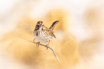 A wild song sparrow in a park in Colorado.