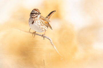 A wild song sparrow in a park in Colorado.