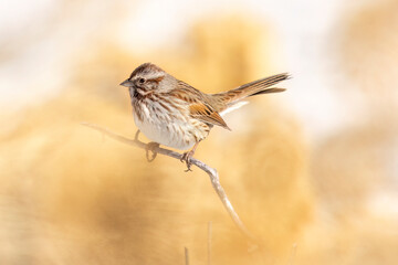 A wild song sparrow in a park in Colorado.