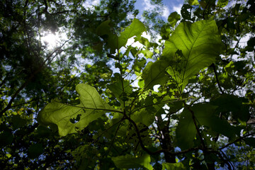 Alstonia scholaris, commonly called blackboard tree green leaves. Natural background