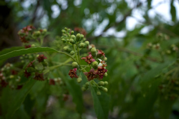 Indian sandalwood red flowers, Santalum album, one of the most expensive plants in the world, very famous for its fragrance