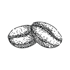 brew cofeee bean sketch hand drawn vector