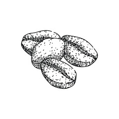 robusta cofeee bean sketch hand drawn vector