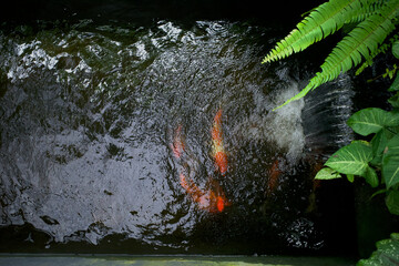 Koi fish, specifically nishikigoi (Cyprinus rubrofuscus), colorful decorative fish in an artificial pond